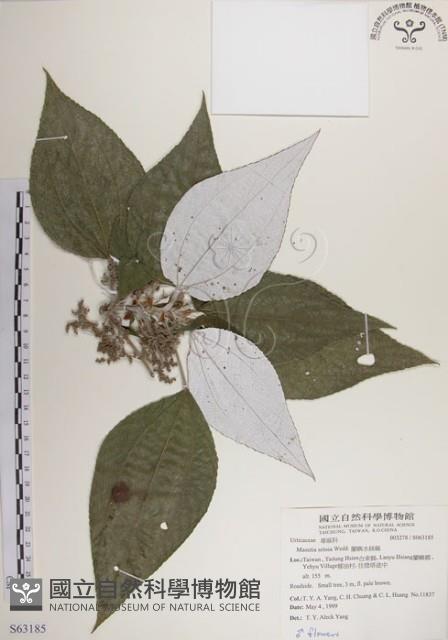 蘭嶼水絲麻藏品圖，第1張