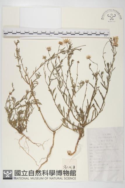 阿爾泰狗哇花藏品圖，第1張