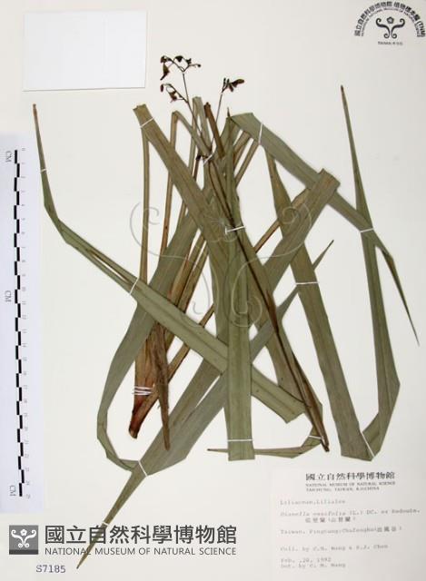 桔梗蘭藏品圖，第1張