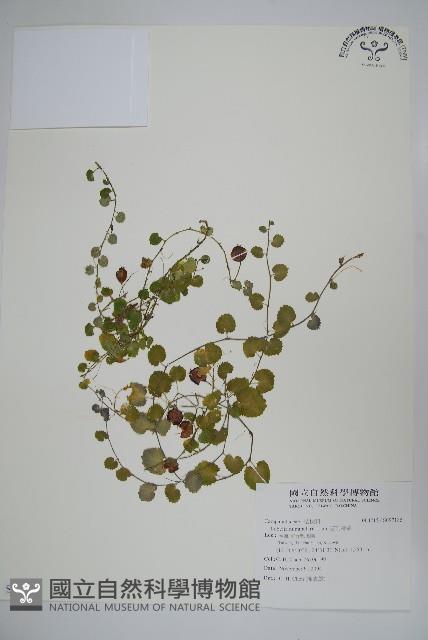 普刺特草藏品圖，第1張