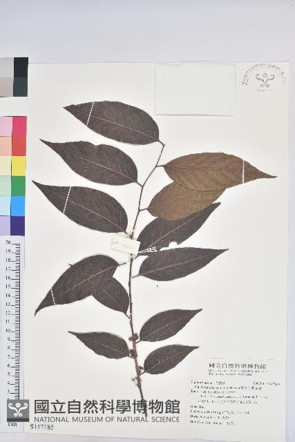 披針葉饅頭果藏品圖，第1張