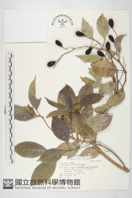 亨利氏伊立基藤藏品圖，第1張