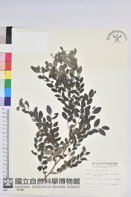 臺灣山漆莖藏品圖，第1張