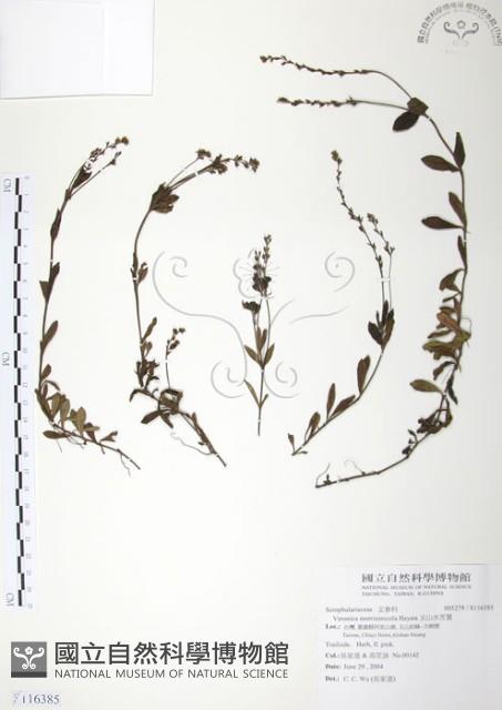 玉山水苦賈藏品圖，第1張