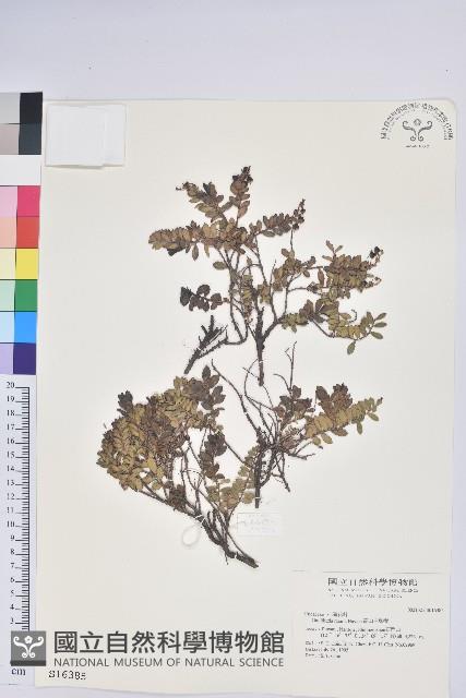 高山白珠樹藏品圖，第1張