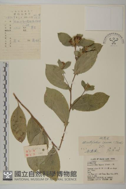 蒼朮、茅朮藏品圖，第1張