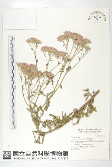 紫苞鳳毛菊藏品圖，第1張