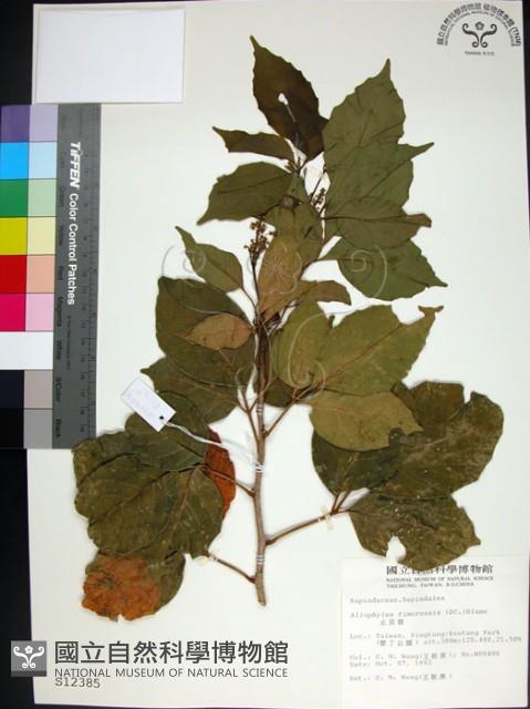 止宮樹藏品圖，第1張