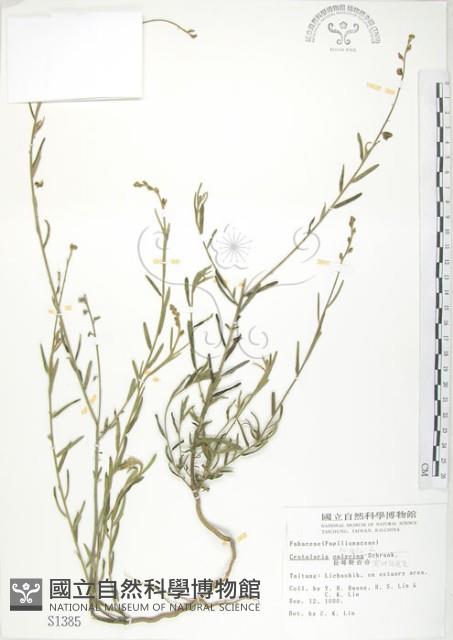 線葉野百合藏品圖，第1張