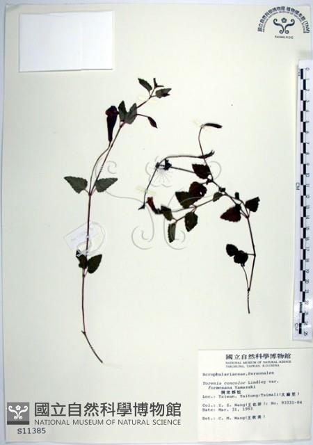 倒地蜈蚣、四角銅鑼藏品圖，第1張