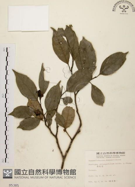 秀柱花藏品圖，第1張