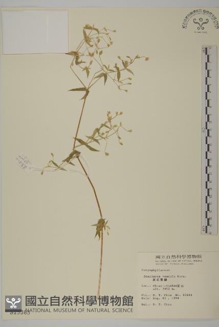 疏花繁縷藏品圖，第1張