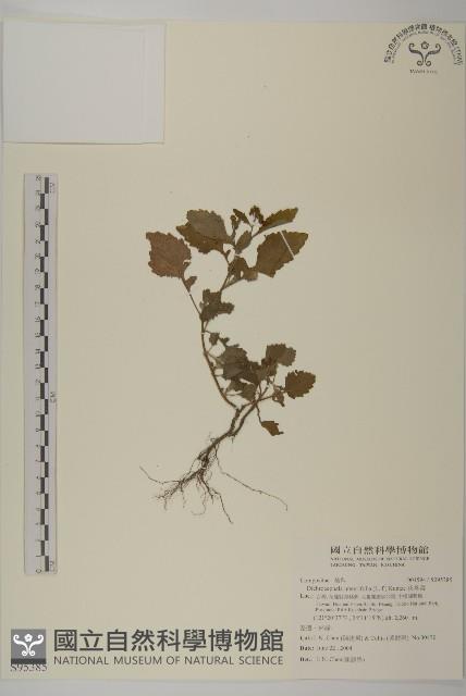 茯苓菜藏品圖，第1張