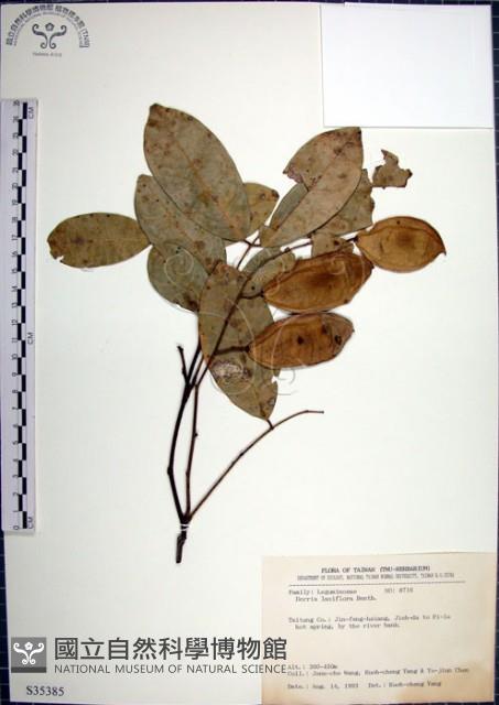 疏花魚藤藏品圖，第1張