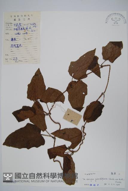 大鄧伯花藏品圖，第1張