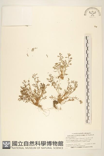 假吐金菊藏品圖，第1張