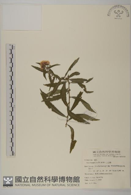 山白蘭藏品圖，第1張