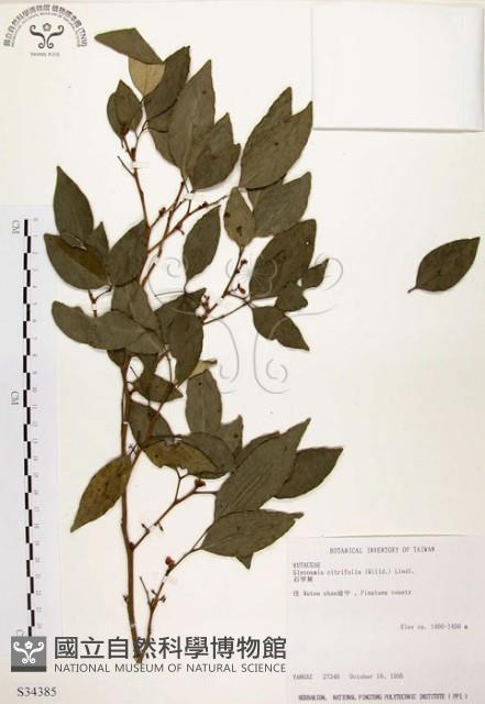 石苓舅藏品圖，第1張