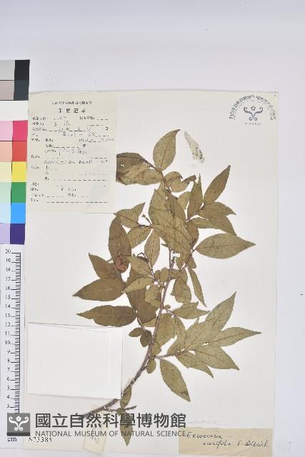 草沉香藏品圖，第1張