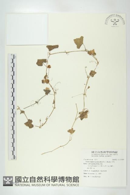 天花藏品圖，第1張