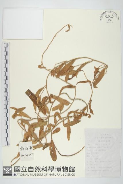 藤長苗藏品圖，第1張