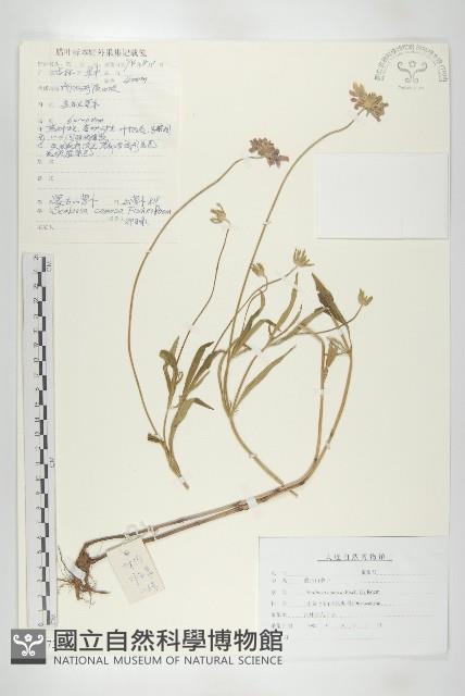 窄葉藍盆花藏品圖，第1張