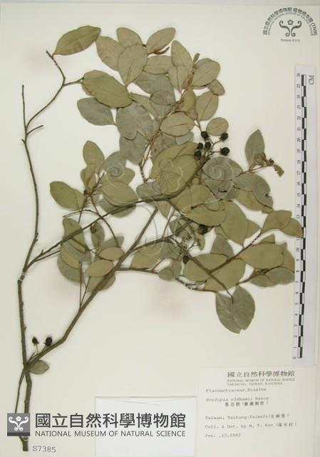 魯花樹藏品圖，第1張