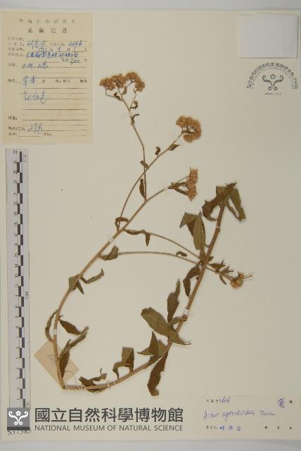 山白蘭藏品圖，第1張