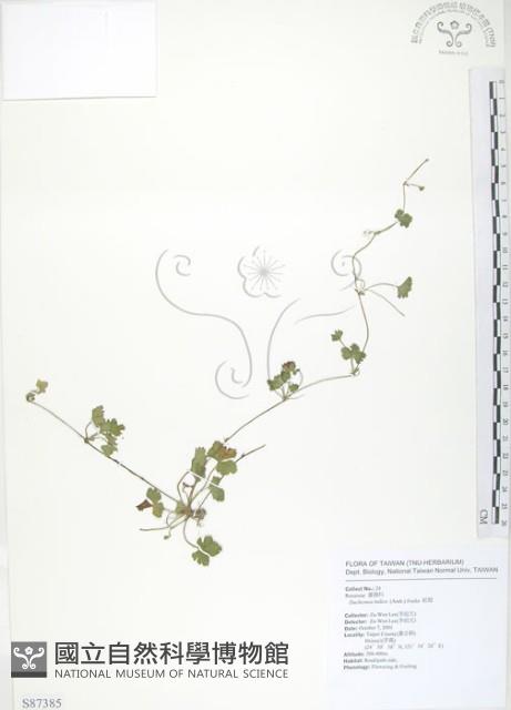 蛇莓、地莓、龍吐珠藏品圖，第1張