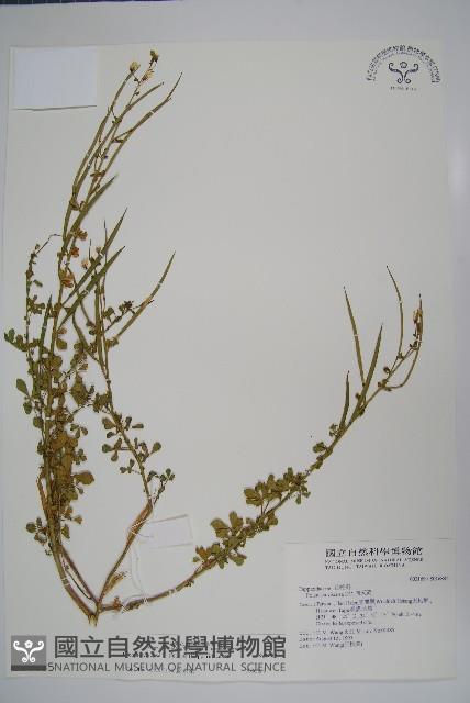 向天黃藏品圖，第1張