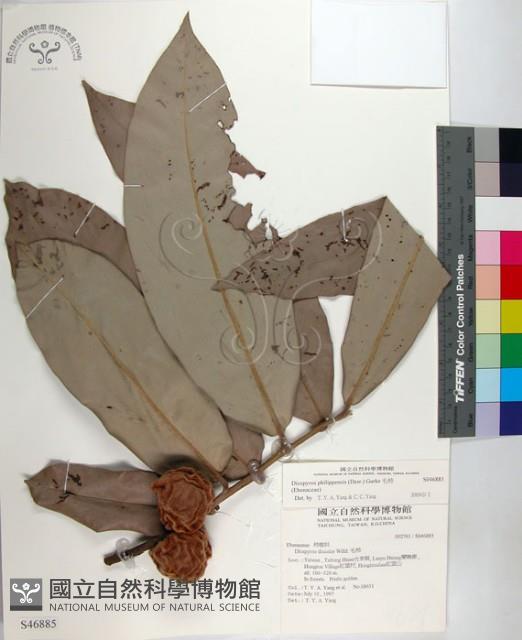 毛柿藏品圖，第1張