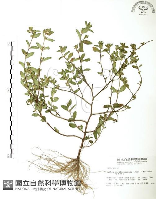 克非亞草藏品圖，第1張