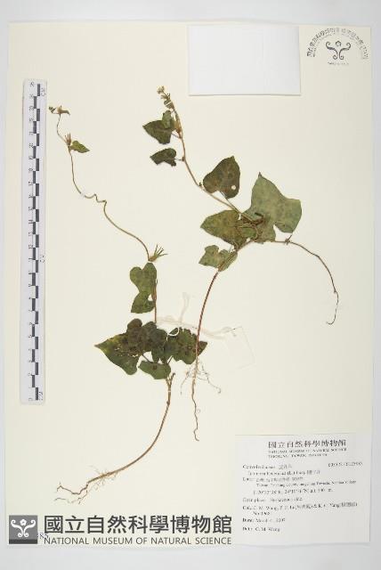 碗仔花藏品圖，第1張