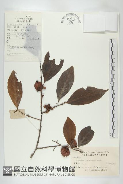 浙江柿藏品圖，第1張