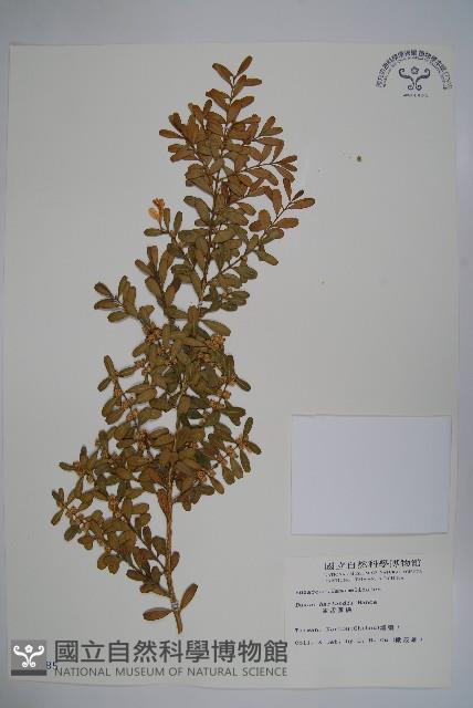 華南黃楊，雀舌黃楊，匙葉黃楊藏品圖，第1張