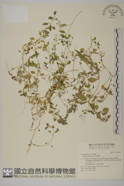 繁縷藏品圖，第1張