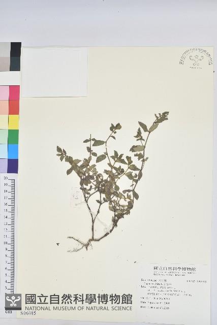 乳仔草藏品圖，第1張