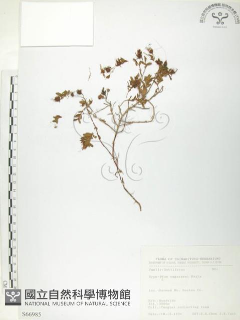 玉山金絲桃藏品圖，第1張