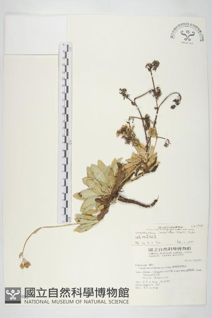 細葉假黃鵪菜藏品圖，第1張