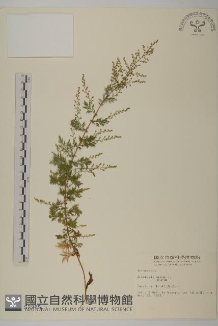 黃花蒿藏品圖，第1張