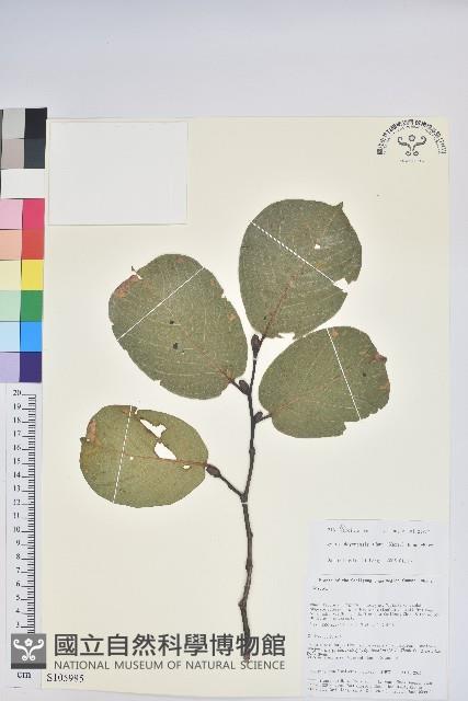 團葉南燭藏品圖，第1張