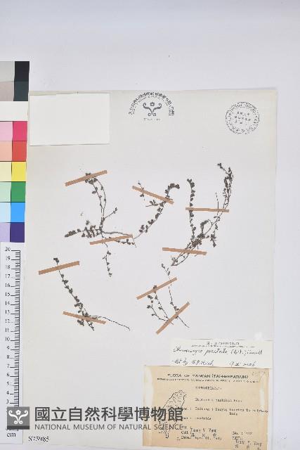 伏生大戟藏品圖，第1張