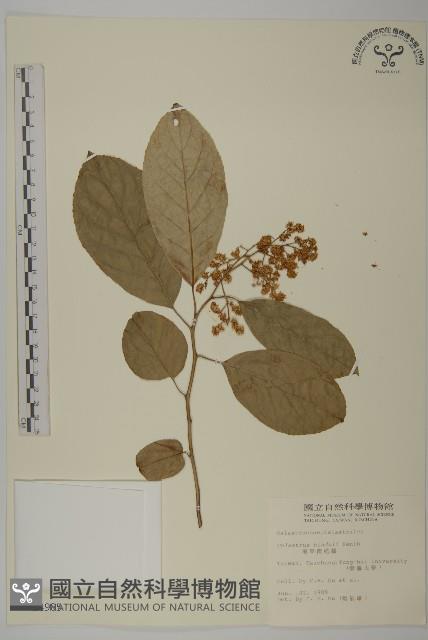 南華南蛇藤，青江藤藏品圖，第1張