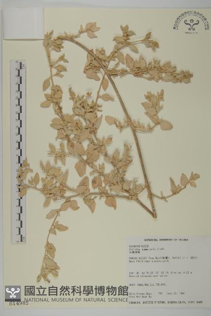 臺灣濱藜藏品圖，第1張