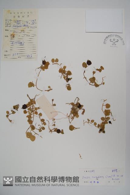 普剌特草藏品圖，第1張