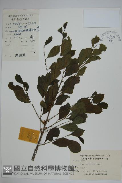 鼠李冬青、滿樹星藏品圖，第1張