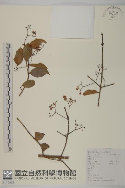 西南衛矛藏品圖，第1張