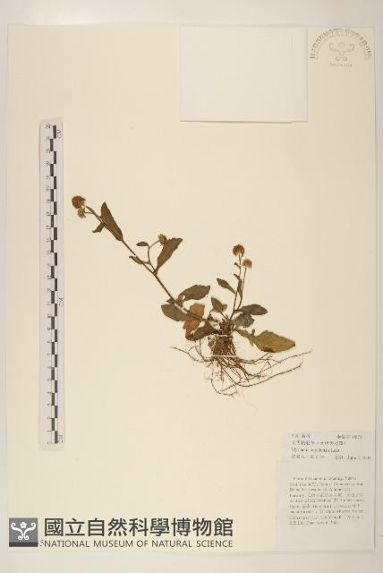 圓舌粘冠草藏品圖，第1張