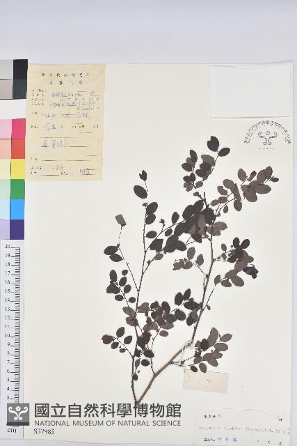 紅仔珠藏品圖，第1張