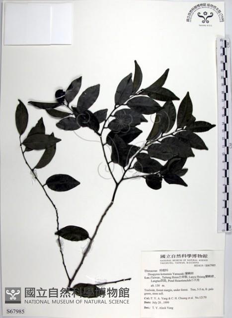 蘭嶼柿藏品圖，第1張